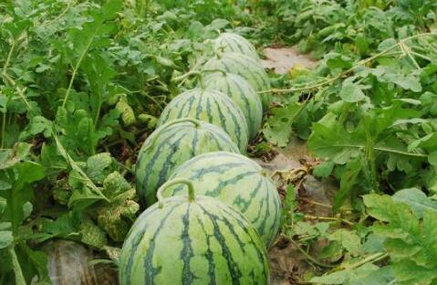 热门大瓜每日必吃大瓜合集,揭秘娱乐圈最新动态,一网打尽娱乐圈风云